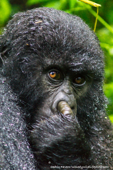 圖片來源: Comedy Wildlife Photography Awards