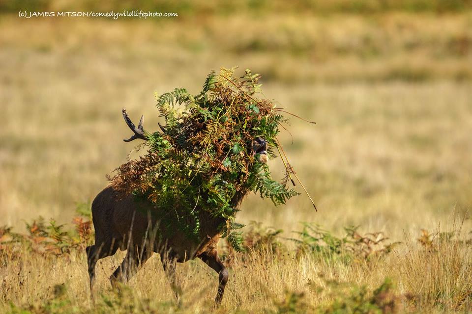 圖片來源: Comedy Wildlife Photography Awards