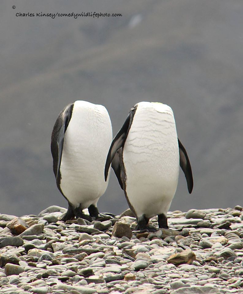 圖片來源: Comedy Wildlife Photography Awards