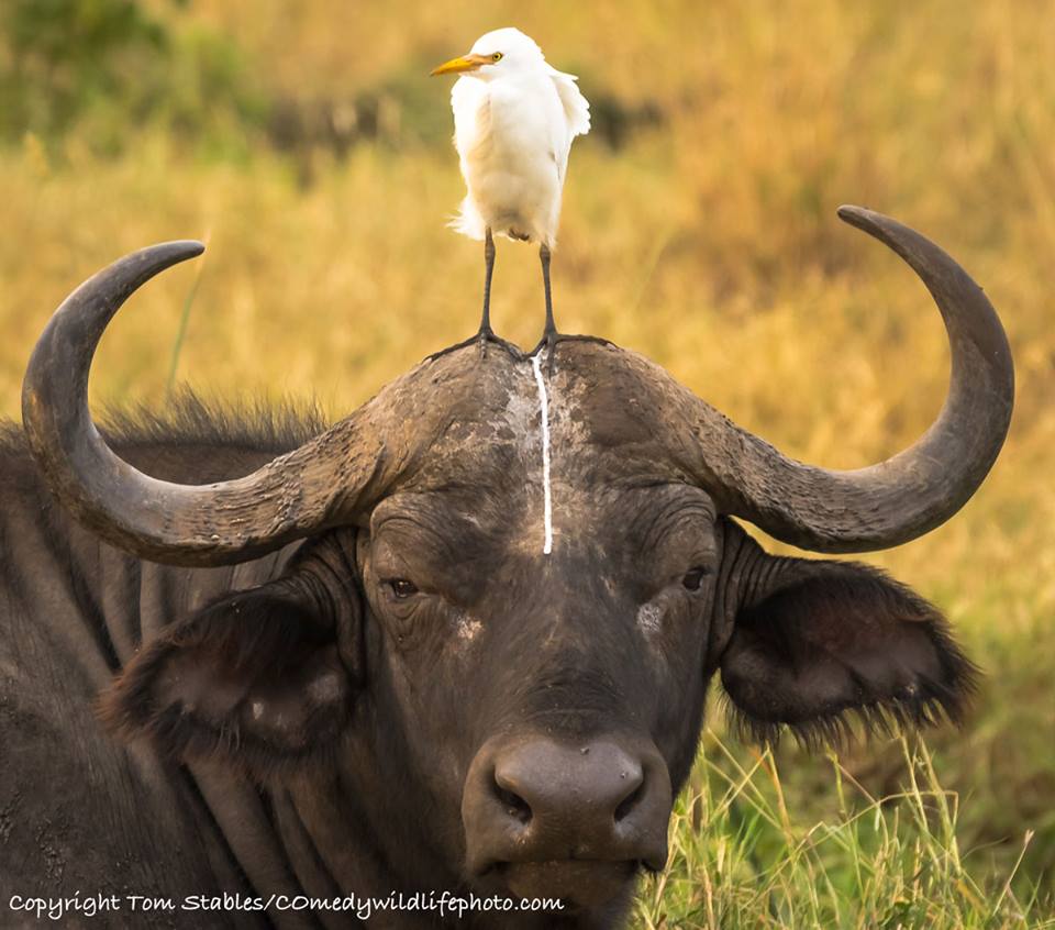 圖片來源: Comedy Wildlife Photography Awards