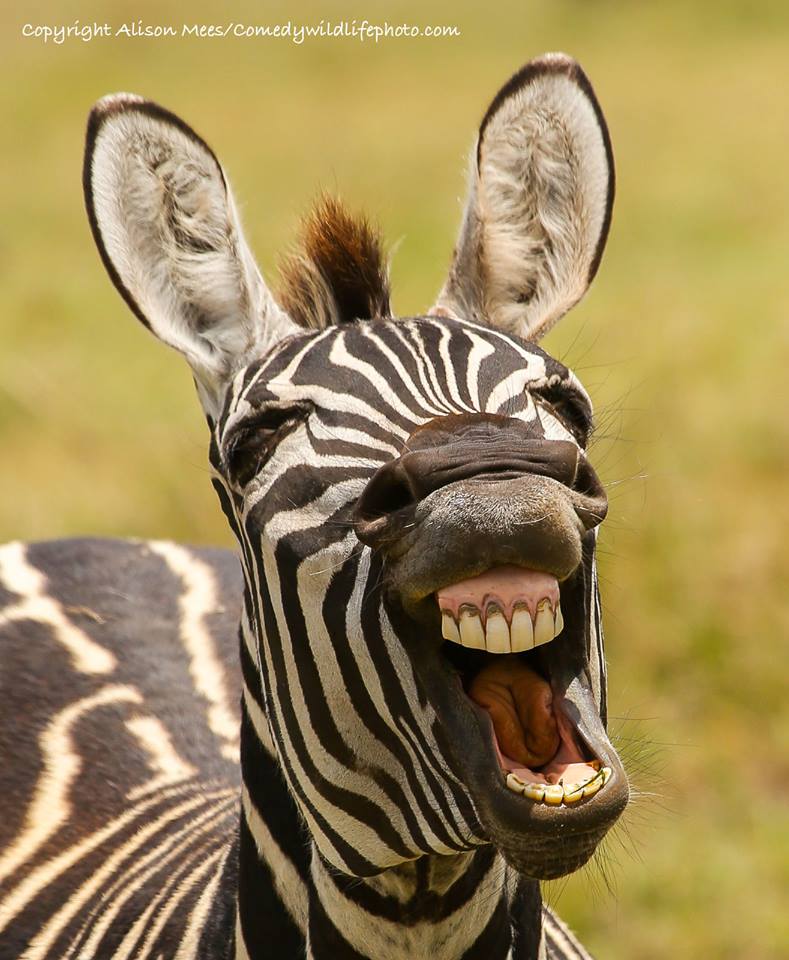 圖片來源: Comedy Wildlife Photography Awards