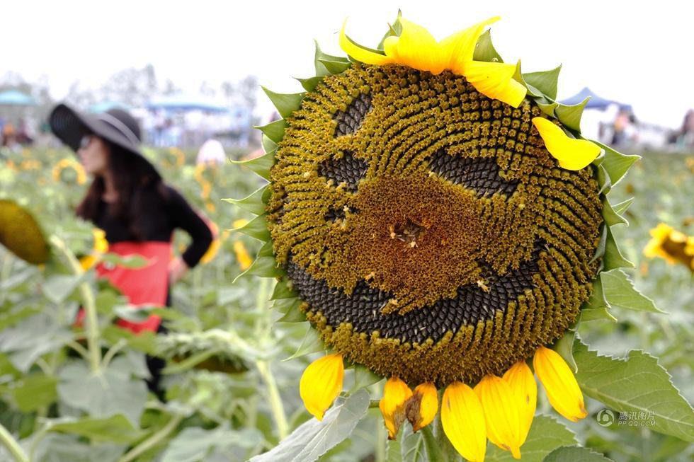 圖片來源:中華網