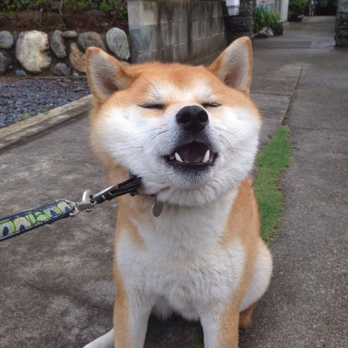 圖片來源：twitter