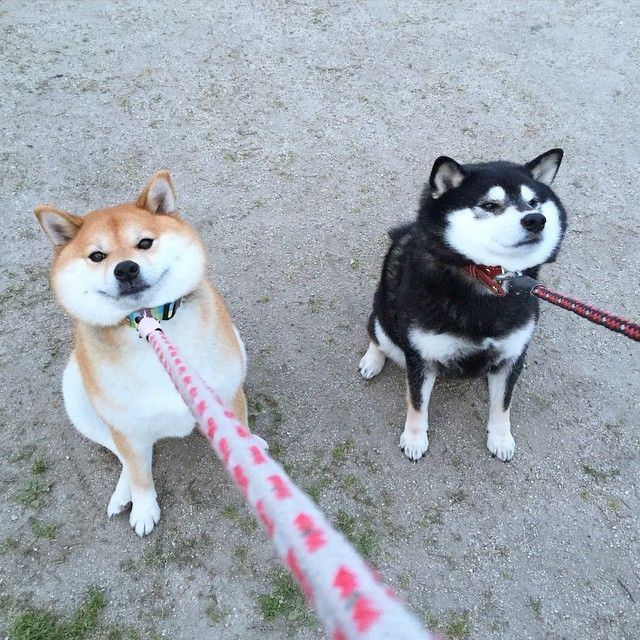 圖片來源：twitter