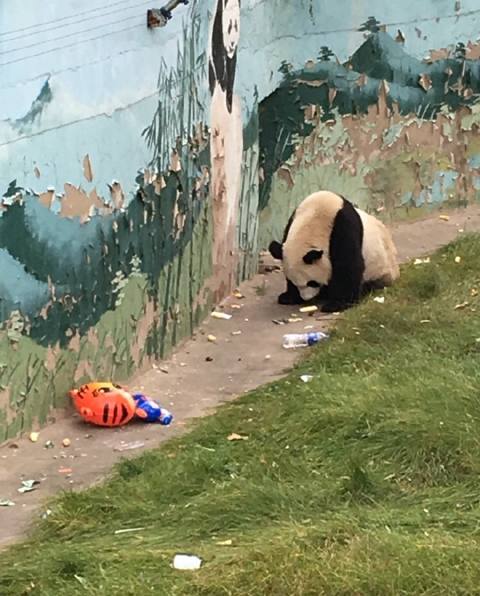 圖片來源：愛滾滾喲／微博
