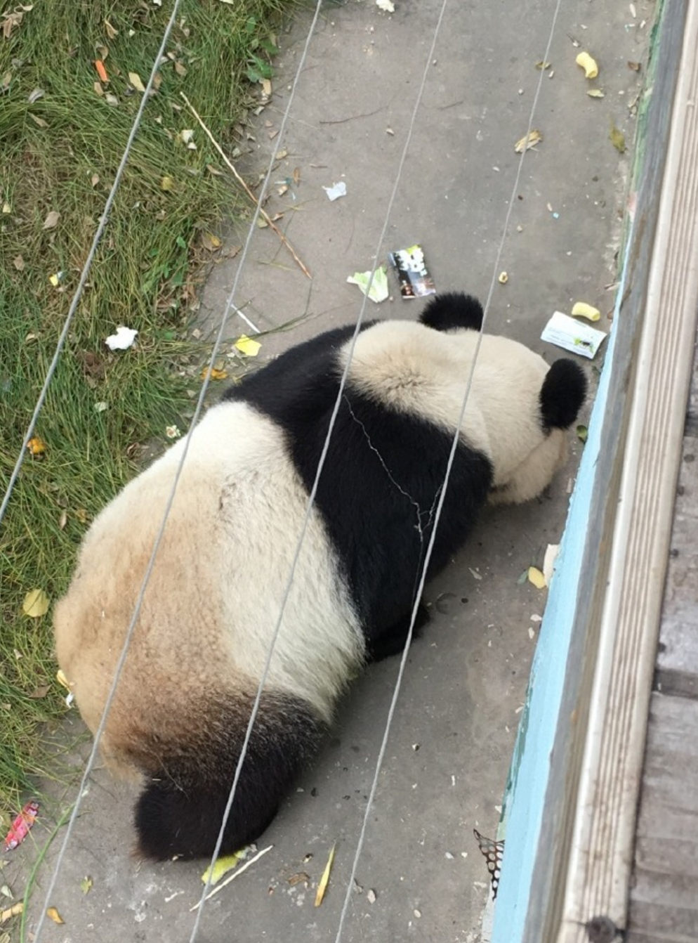 圖片來源：愛滾滾喲／微博