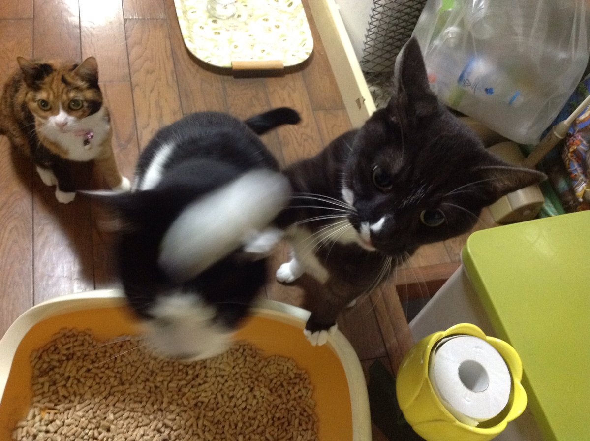 ​圖片來源： i_poti／twitter