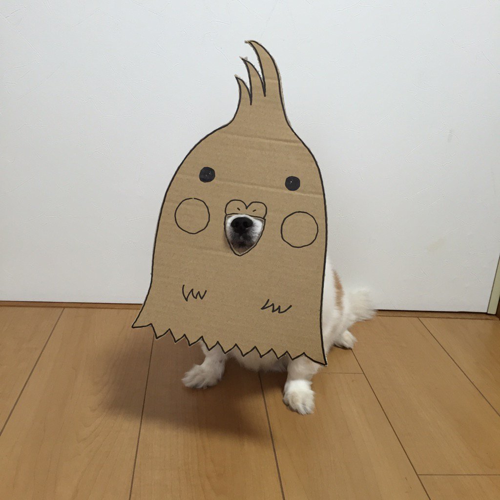 圖片來源： myouonnin／twitter