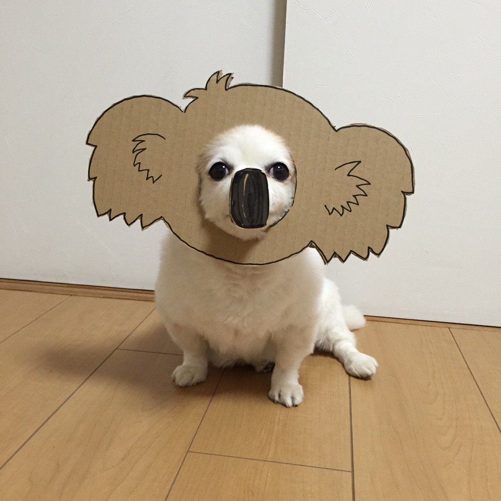 圖片來源： myouonnin／twitter