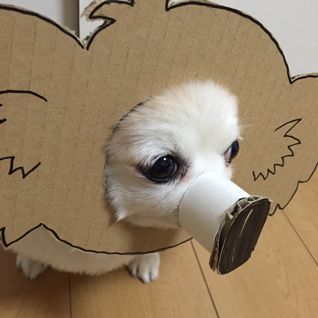 圖片來源： myouonnin／twitter