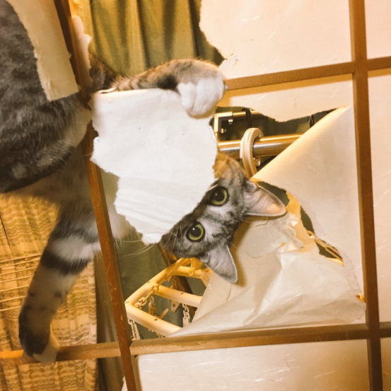 圖片來源:kokonananya/twitter