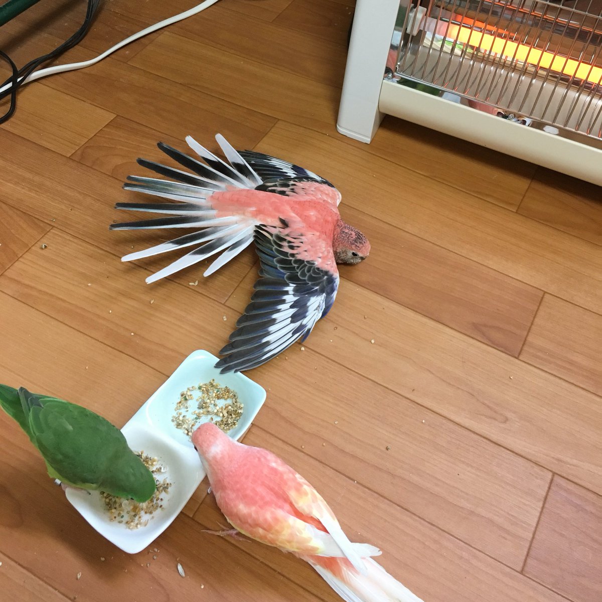 圖片來源：akaba_211if／twitter