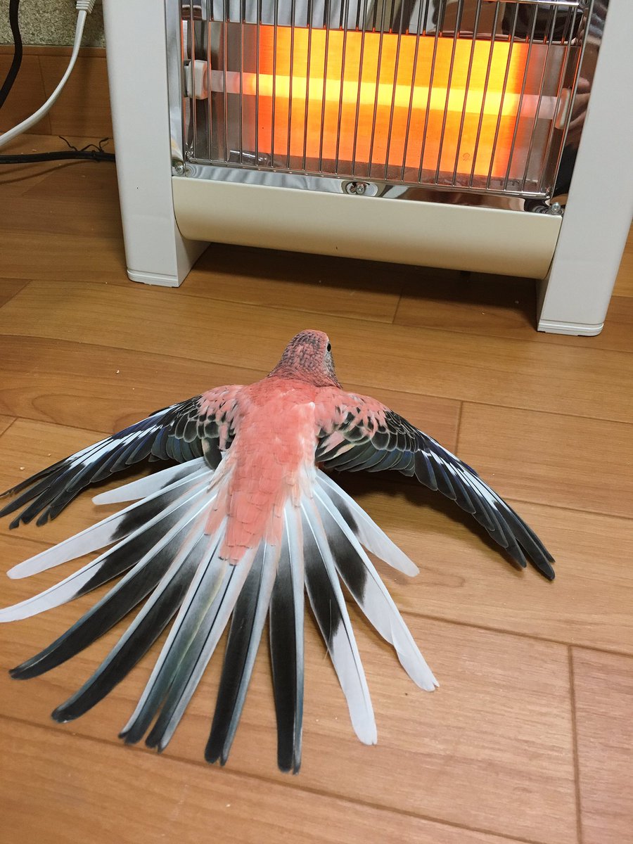 圖片來源：akaba_211if／twitter