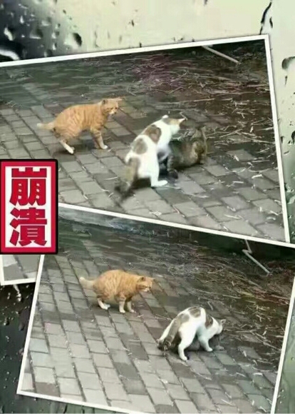 圖片來源:虎撲體育