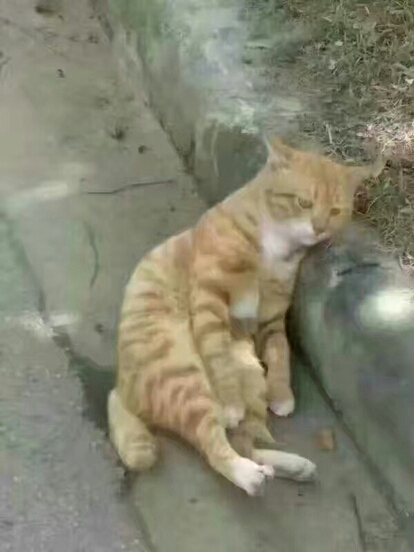 圖片來源:虎撲體育
