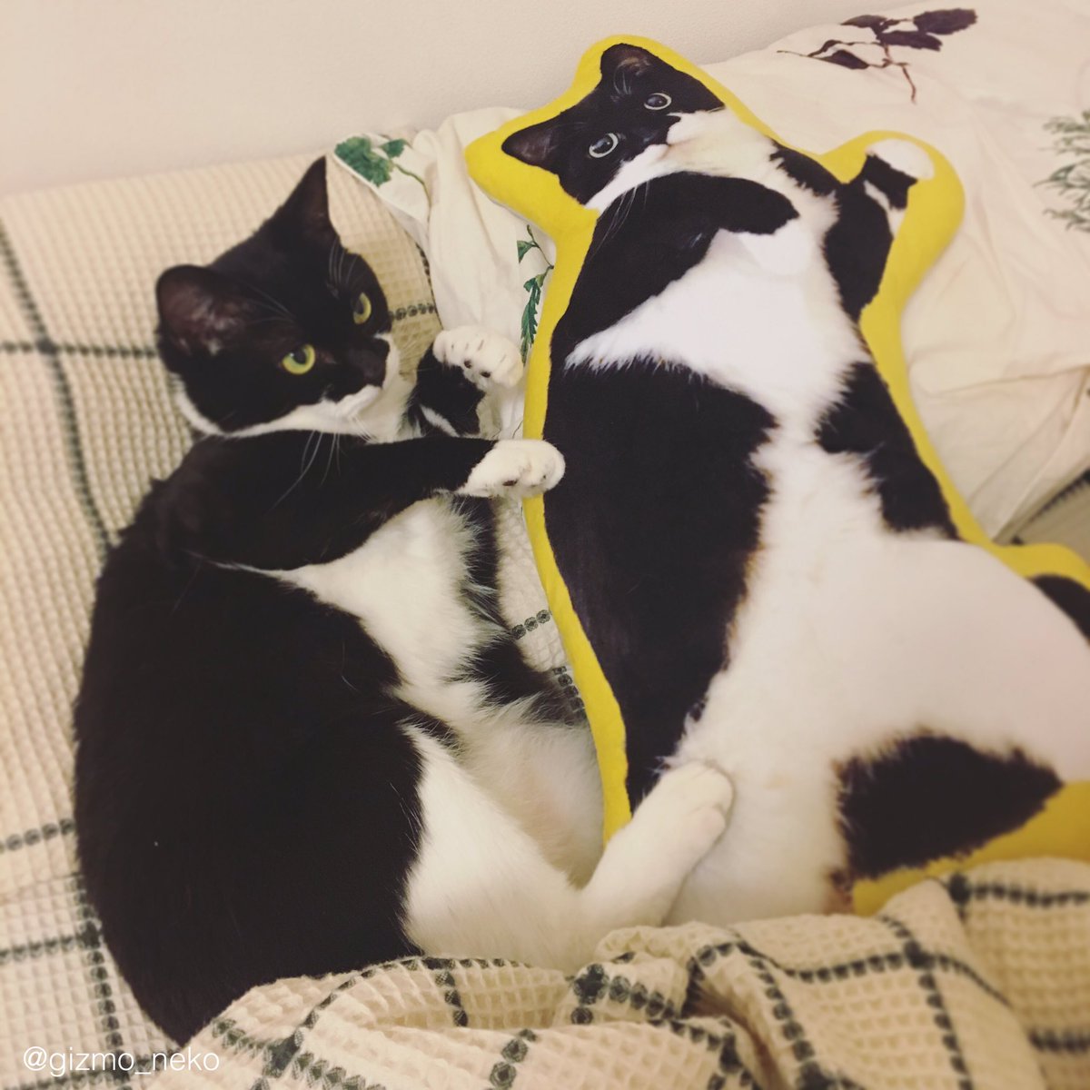 圖片來源:gizmo_neko/twitter