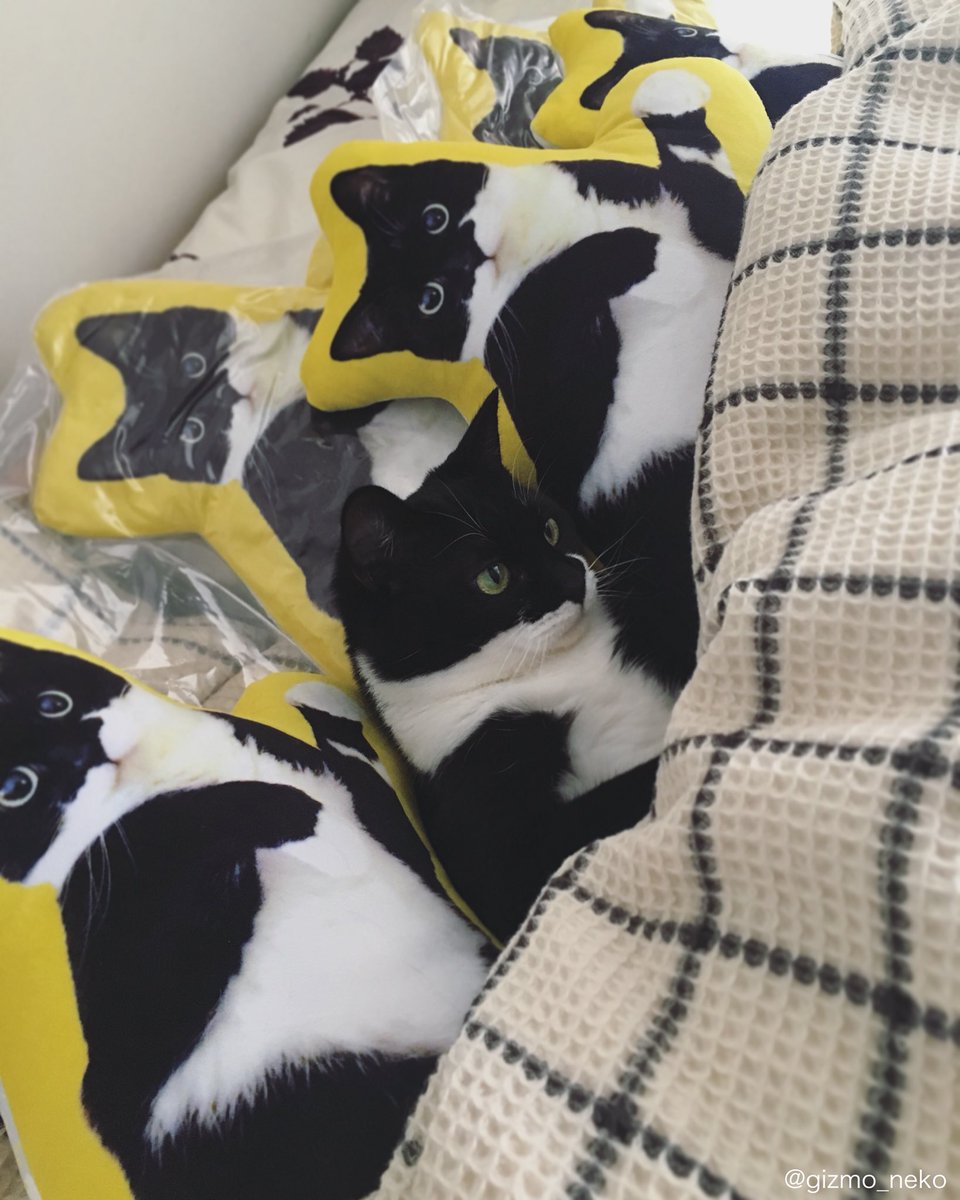 圖片來源:gizmo_neko/twitter