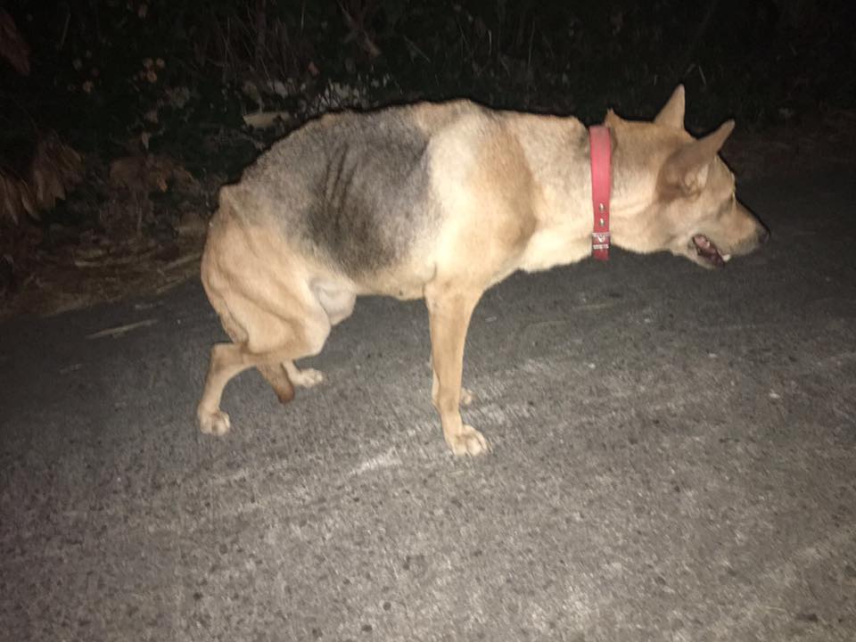 圖片來源:毛孩守護者