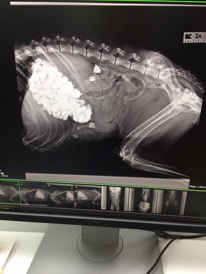 圖片來源:毛孩守護者