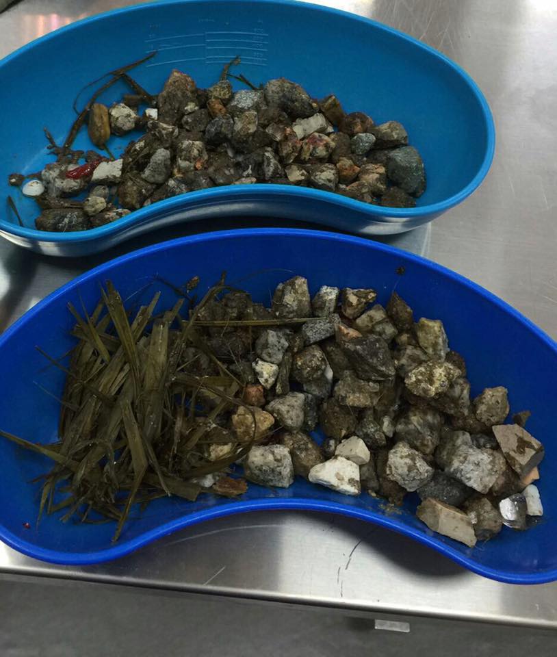 圖片來源:毛孩守護者
