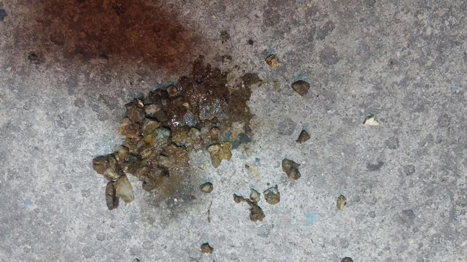 圖片來源:毛孩守護者