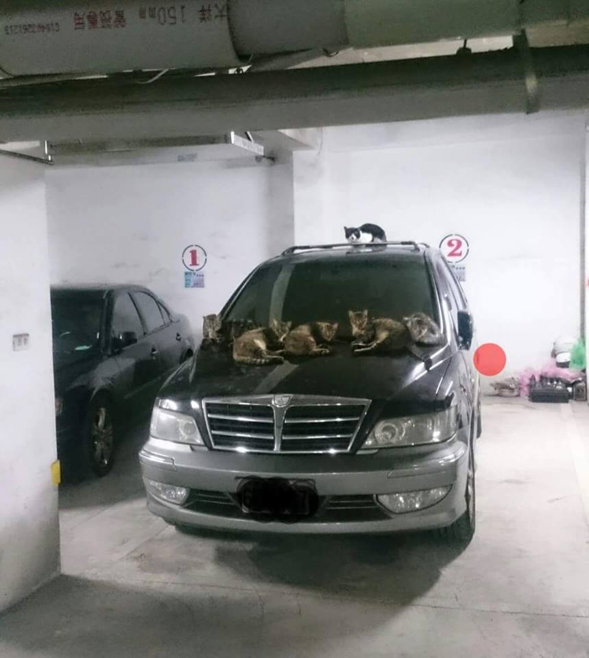 圖片來源:邱偉明