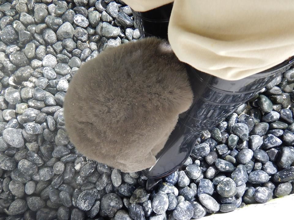 圖片來源：海游館／Facebook