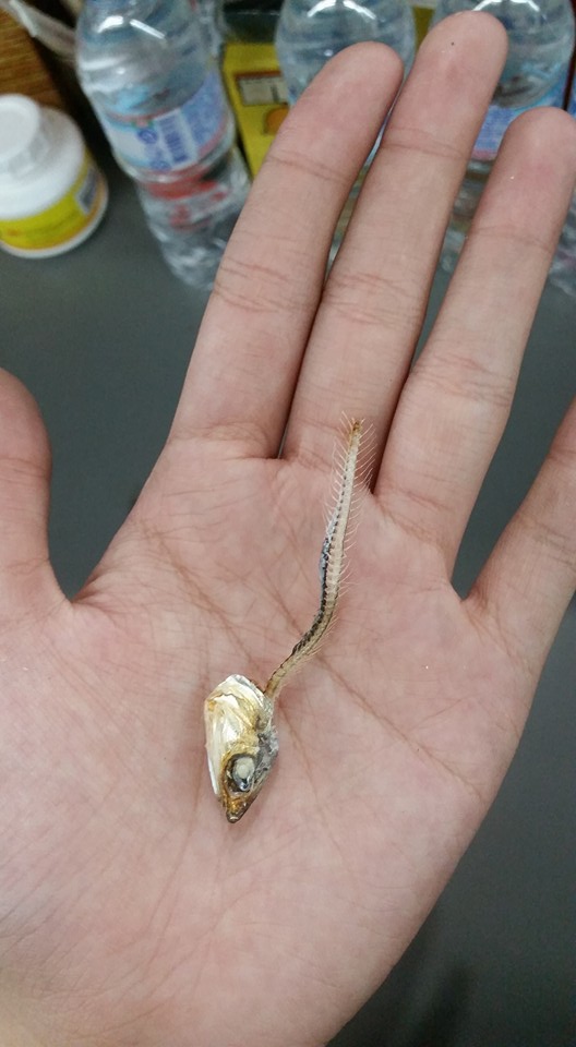 圖片來源:黃姿榕