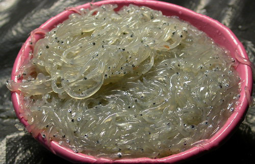圖片來源:生態巴士