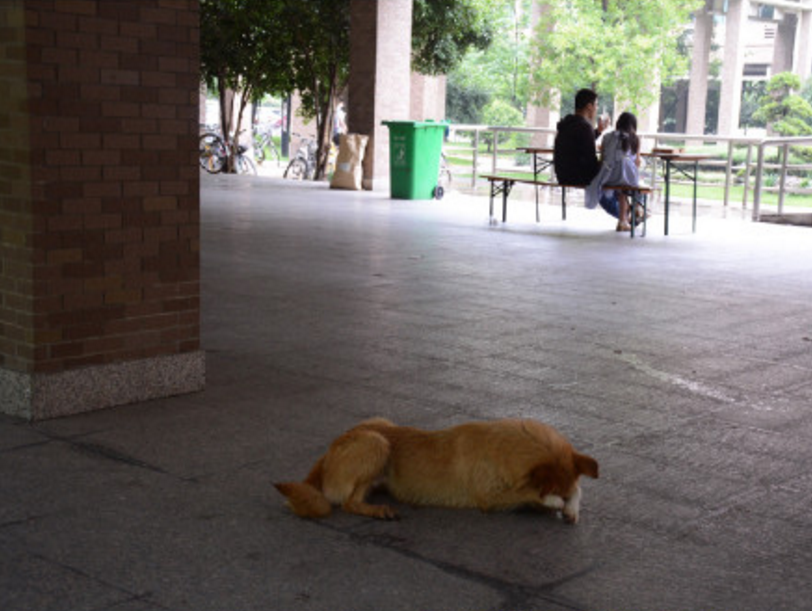 圖片來源: 秋意超人/微博