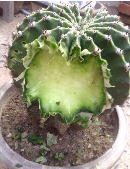 圖片來源:可愛寵物中心/微博