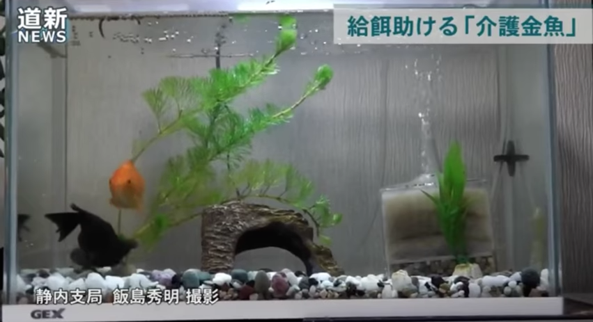 圖片來源：Kometto Channel／YouTube