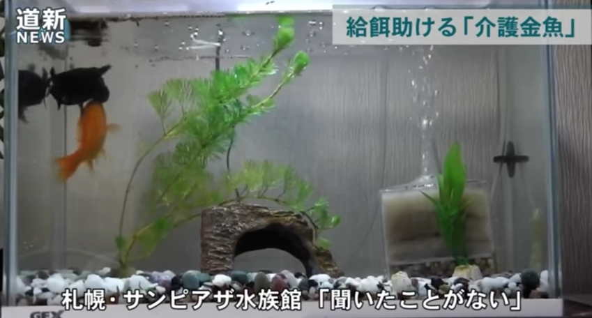 圖片來源：Kometto Channel／YouTube
