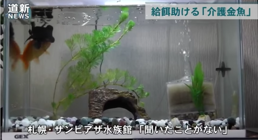 圖片來源：Kometto Channel／YouTube