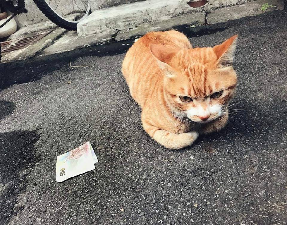 圖片來源:壞貓咪柯小橘