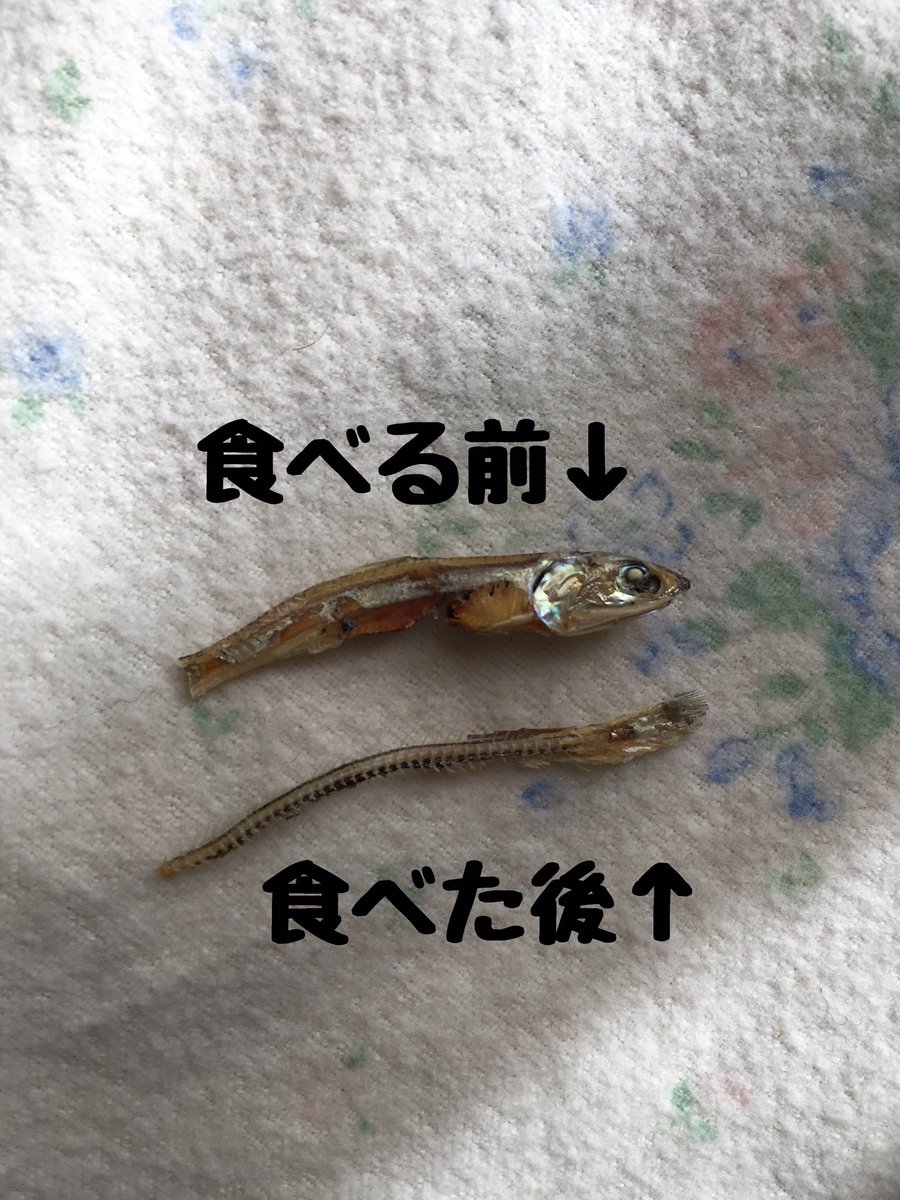 圖片來源: raichi0215/twitter