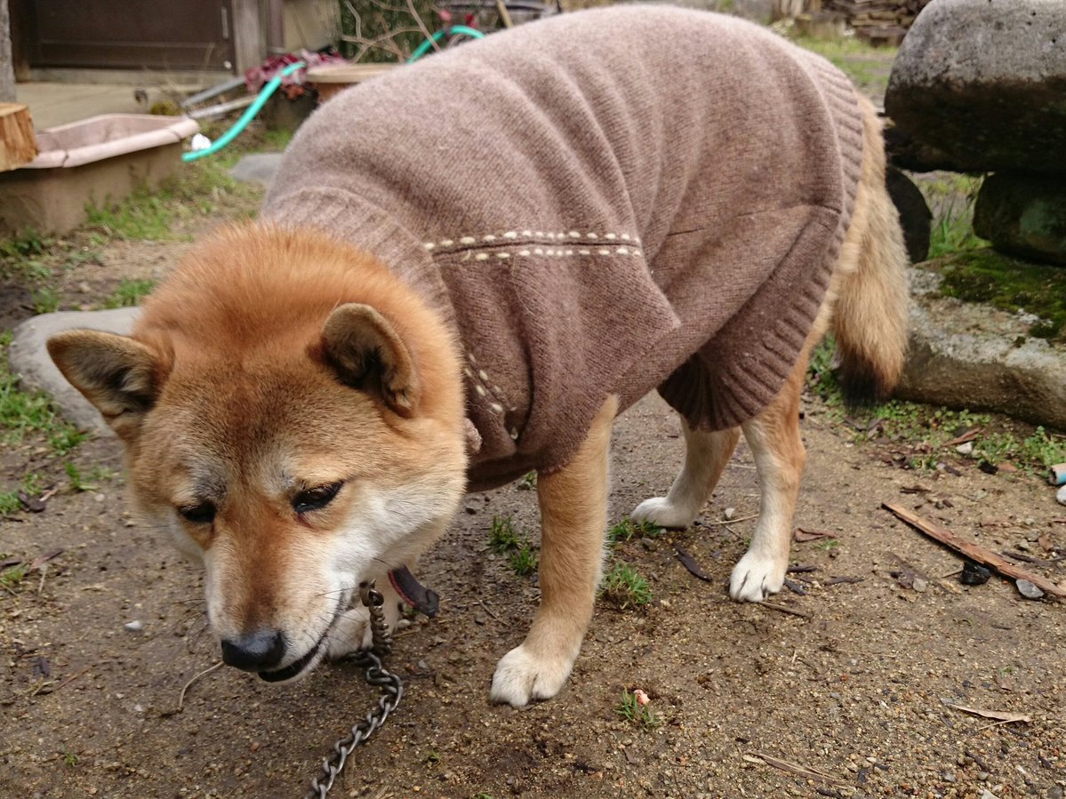 圖片來源：takase_farm／twitter