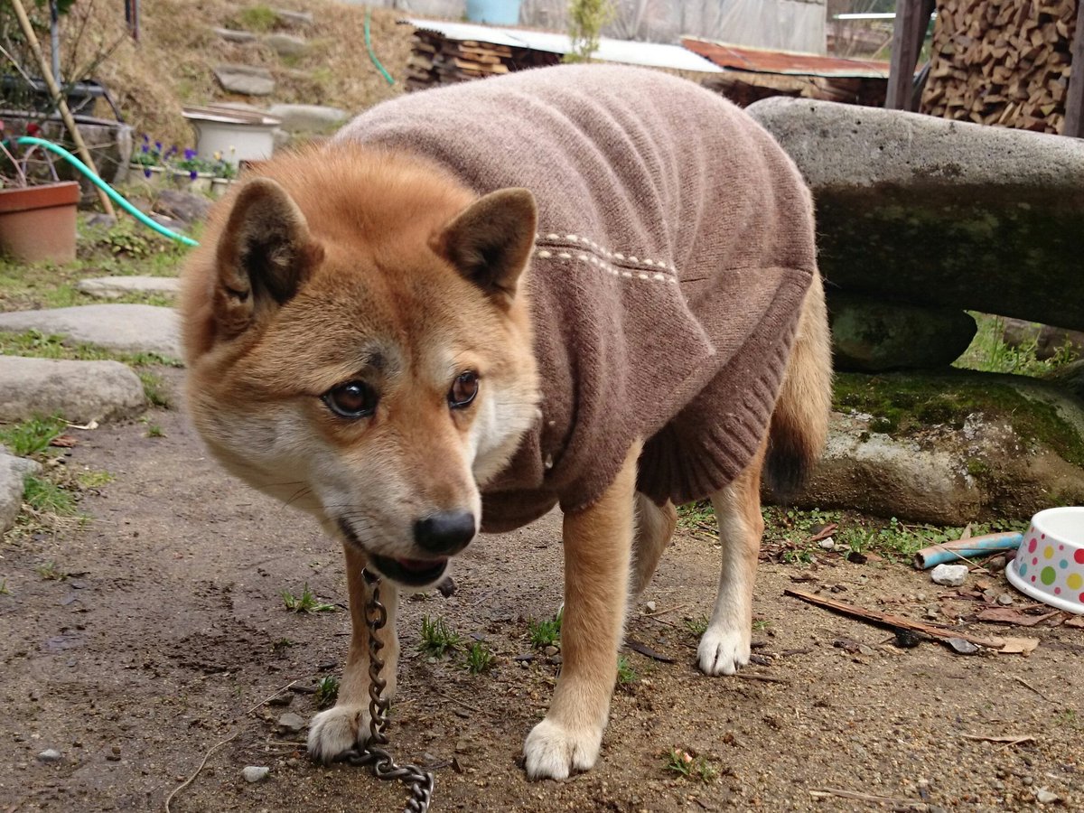 圖片來源：takase_farm／twitter