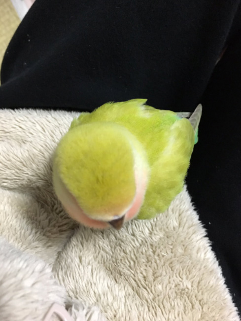 圖片來源：mura_kfk0228