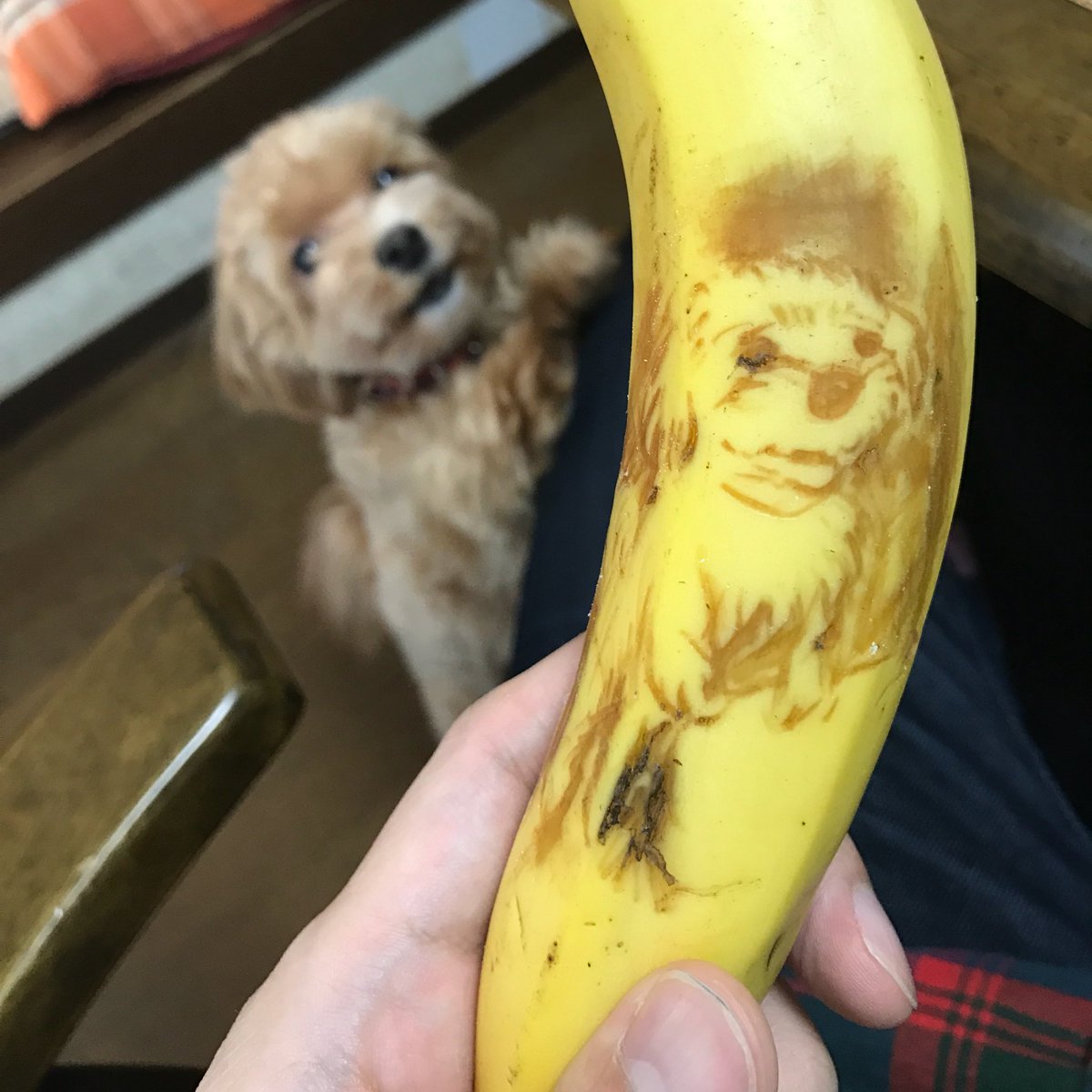 圖片來源: KotaroYasuda/twitter