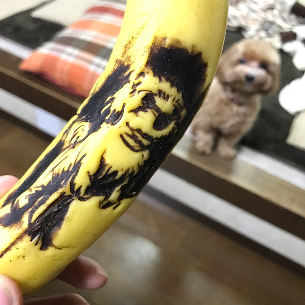 圖片來源: KotaroYasuda/twitter