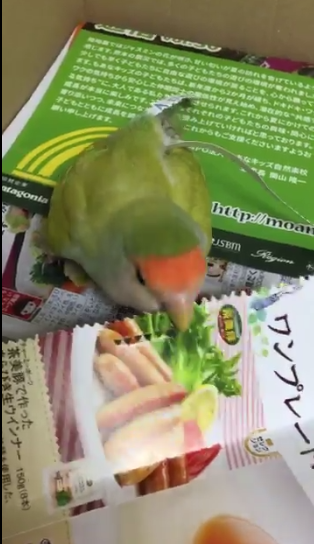 圖片來源：rin_kekyo／twitter