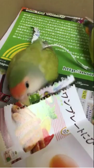 圖片來源：rin_kekyo／twitter