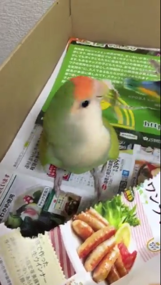 圖片來源：rin_kekyo／twitter
