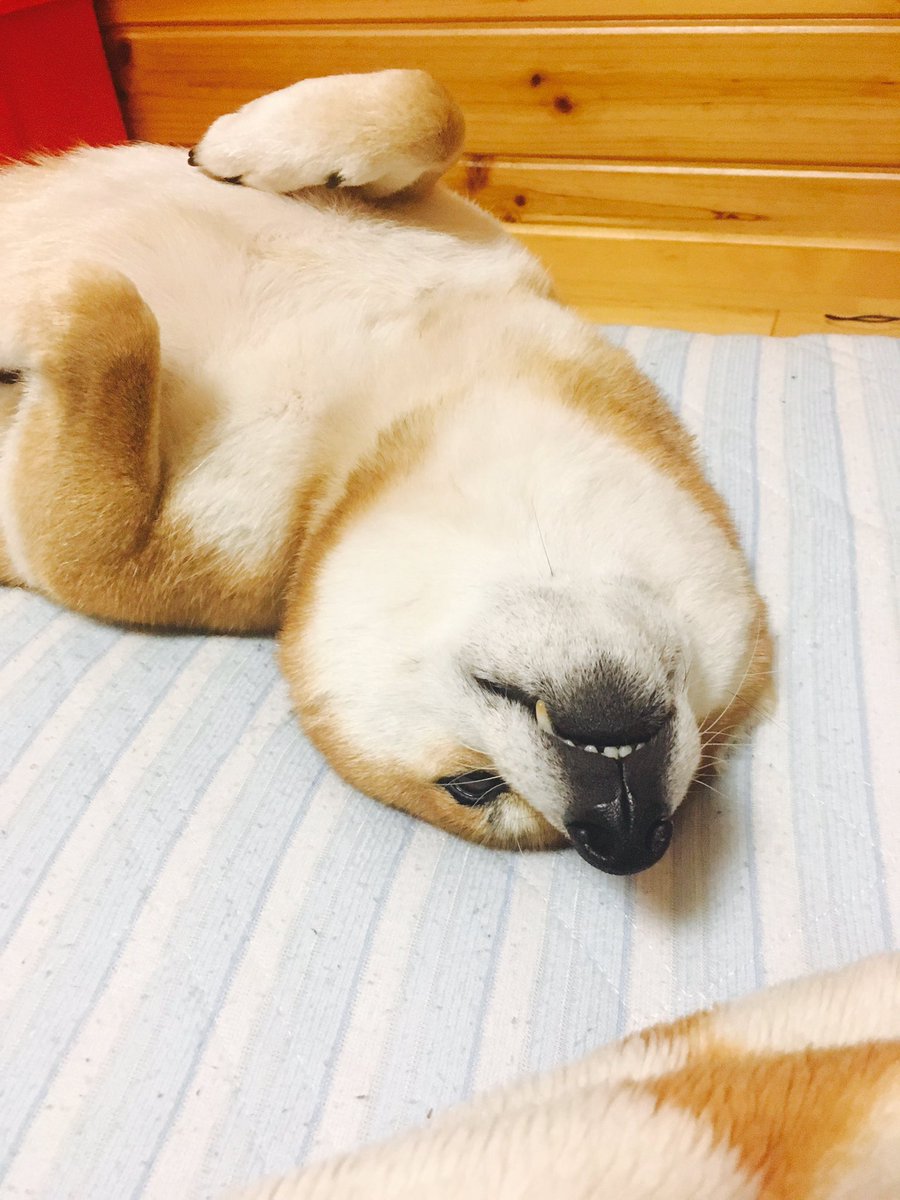 圖片來源：yoiotto88／twitter