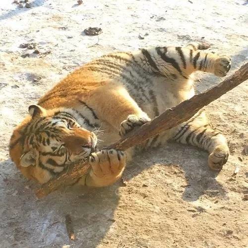 圖片來源：微眾圈