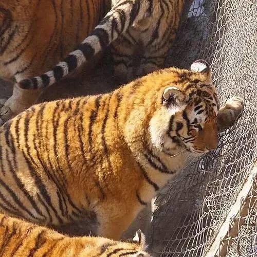 圖片來源：微眾圈