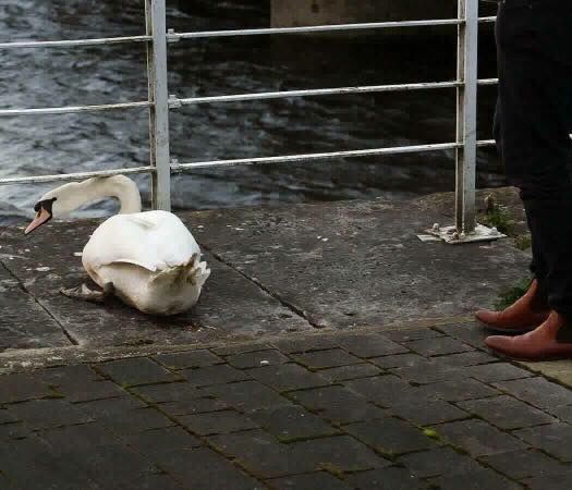 圖片來源:the Dodo