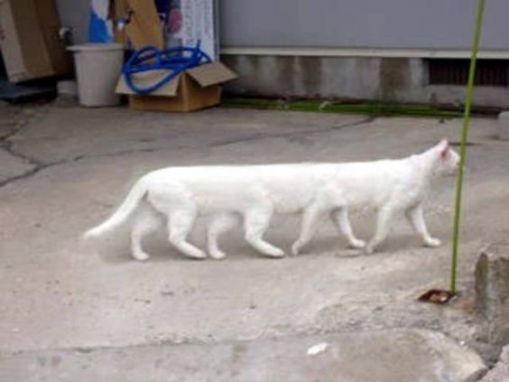 圖片來源：pinterest