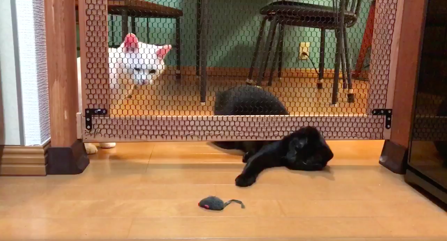圖片來源：yy221126／twitter